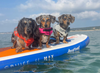 Paddle Boarding with Pets: Tips for a Safe and Fun Experience